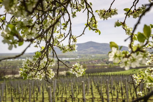 Springtime photo taken in the Tokaj Wine Region, in Hungary with a blossoming plum tree in the foreground and a vineyard and Tokaj mountain in the background.