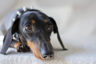 Dachshund pürüzsüz. Beyaz arka plan üzerinde Teckel. evde beslenen hayvan safkan köpek bakmak