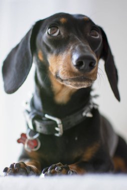 Dachshund pürüzsüz. Beyaz arka plan üzerinde Teckel. evde beslenen hayvan safkan köpek bakmak