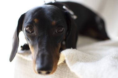 Dachshund pürüzsüz. Beyaz arka plan üzerinde Teckel. evde beslenen hayvan safkan köpek bakmak