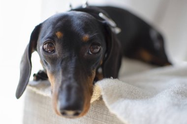 Dachshund pürüzsüz. Beyaz arka plan üzerinde Teckel. evde beslenen hayvan safkan köpek bakmak