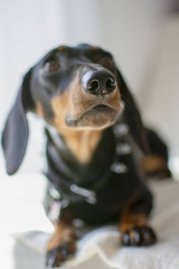 Dachshund pürüzsüz. Beyaz arka plan üzerinde Teckel. evde beslenen hayvan safkan köpek bakmak