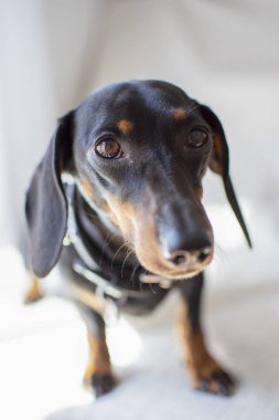 Dachshund pürüzsüz. Beyaz arka plan üzerinde Teckel. evde beslenen hayvan safkan köpek bakmak