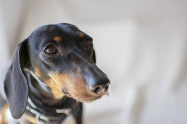 Dachshund pürüzsüz. Beyaz arka plan üzerinde Teckel. evde beslenen hayvan safkan köpek bakmak
