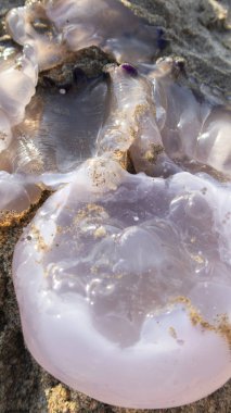 denizanası derin şeffaf ve Akdeniz'de plajın kumları üzerinde pembe. yaz.