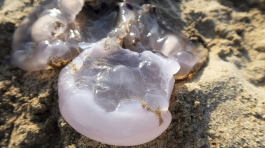 denizanası derin şeffaf ve Akdeniz'de plajın kumları üzerinde pembe. yaz.