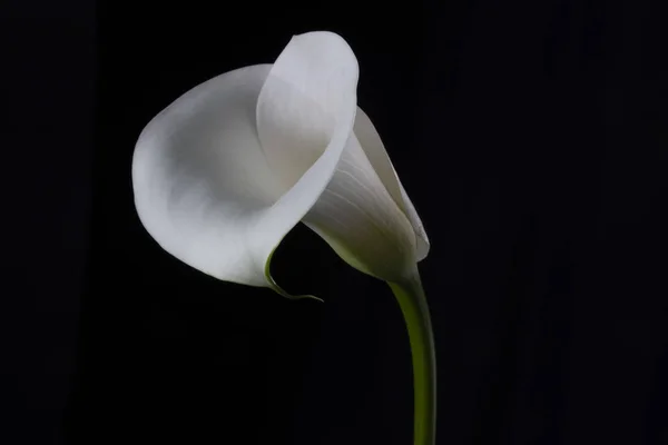 White lily. Isolated on black background. Group of white lilies in glass vase