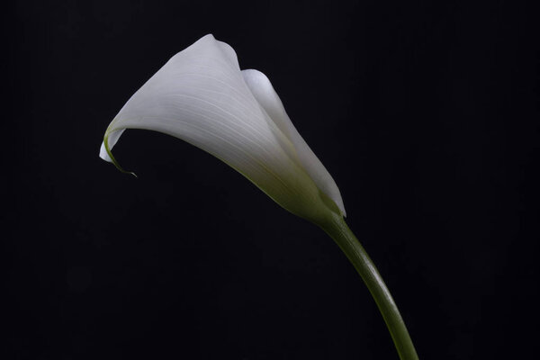 White lily. Isolated on black background. Group of white lilies in glass vase