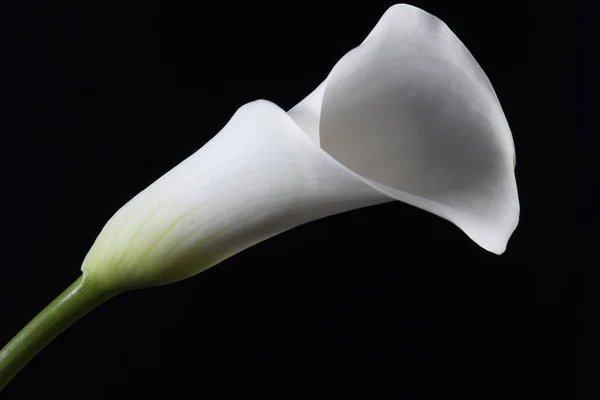 White lily. Isolated on black background. Group of white lilies in glass vase