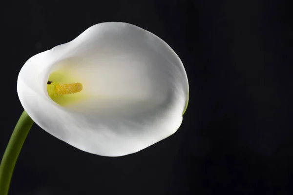 White lily. Isolated on black background. Group of white lilies in glass vase