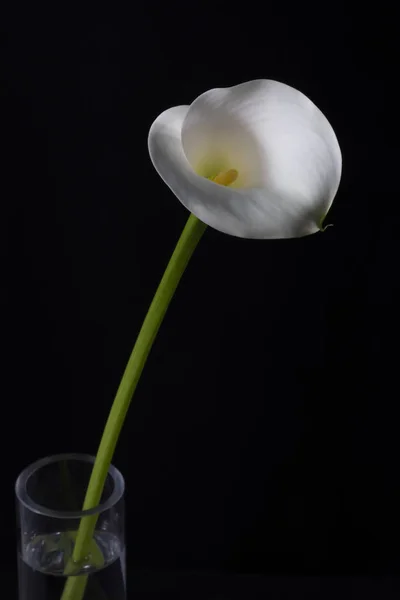 White lily. Isolated on black background. Group of white lilies in glass vase