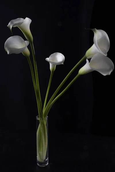 White lily. Isolated on black background. Group of white lilies in glass vase