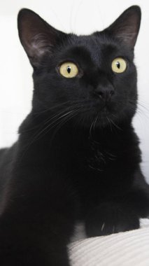 Kara kedi. bir gün kedi. Şans evde beslenen hayvan çekmek