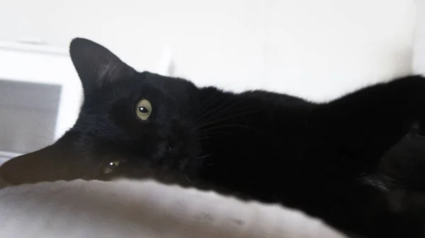 Svart Katt Kattedagen Tiltrekke Lykkekjæledyr – stockfoto