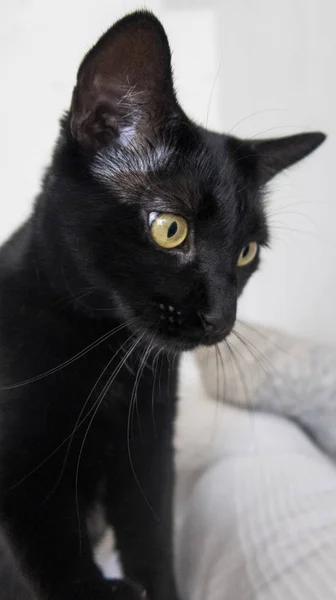 Kara Kedi Bir Gün Kedi Şans Evde Beslenen Hayvan Çekmek — Stok fotoğraf