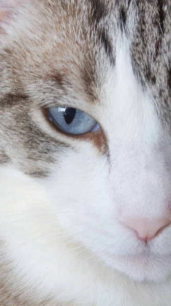 Gato Blanco Con Hocico Rosa Ojos Azules Mirada Gato Día —  Fotos de Stock