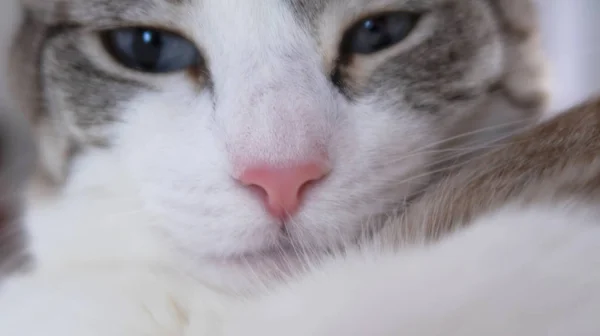Beyaz Kedi Pembe Burun Mavi Gözlü Kedinin Bak Bir Gün — Stok fotoğraf