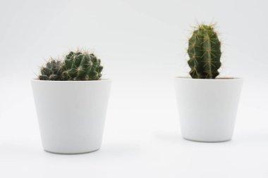 Beyaz kaktüs mini arka plan beyaz tencere. sessiz ve temiz sahne
