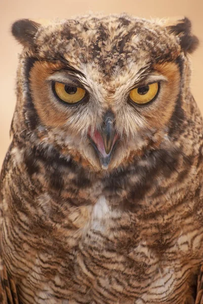 owl alive. Owl face, close-up. nocturnal animal, bird of prey.