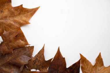 arka plan. Beyaz arka plan üzerinde kuru yapraklar.,