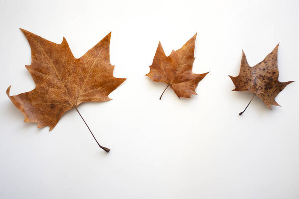 autumnal background. dry leaves on white background.,