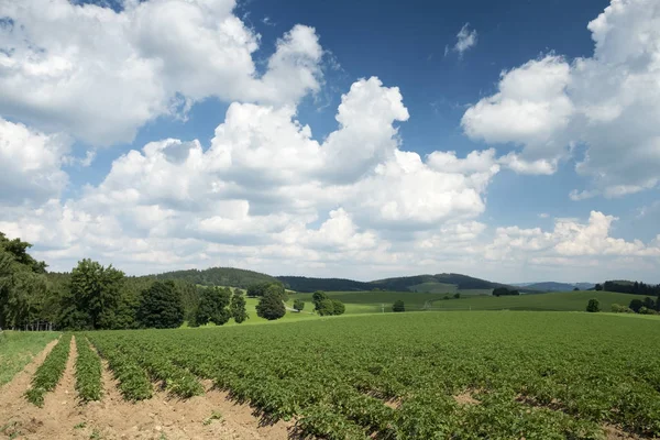 Spring Landscape Field Potatoes White Clouds Blue Sky — Stock Photo, Image