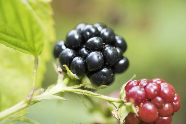 Bir dal üzerinde olgunlaşmış ve taze böğürtlen fotoğraf kapatmak