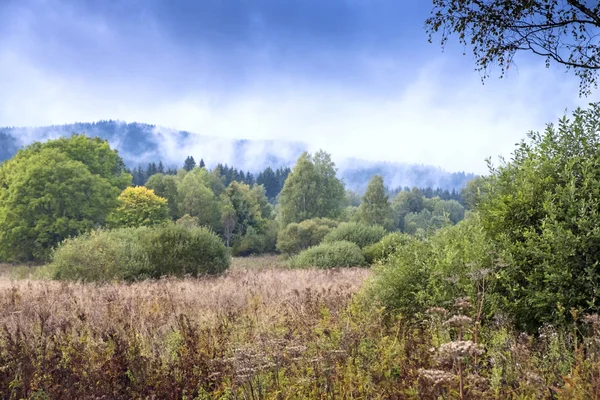 Orman ve çayır sis ve sabah güneş 