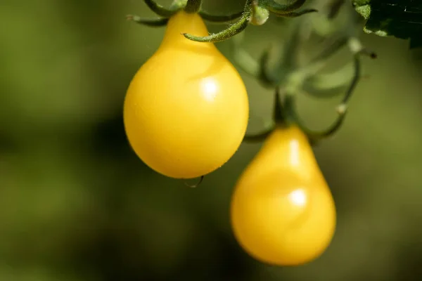 Närbild Foto Mognande Gul Pear Tomater — Stockfoto