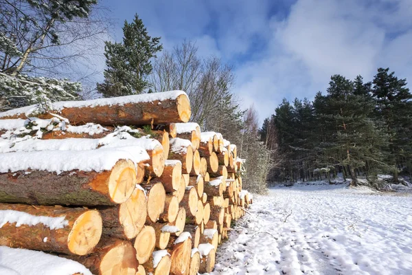 Winterlandschaft Mit Abgeschnittenen Baumstämmen Die Von Neuschnee Bedeckt Sind — Stockfoto