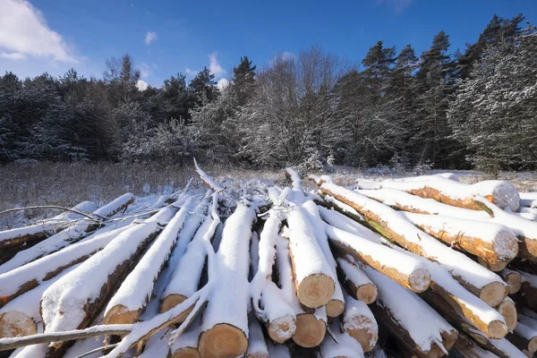 Vinterlandskap Med Skära Stockar Täckt Nysnö — Stockfoto