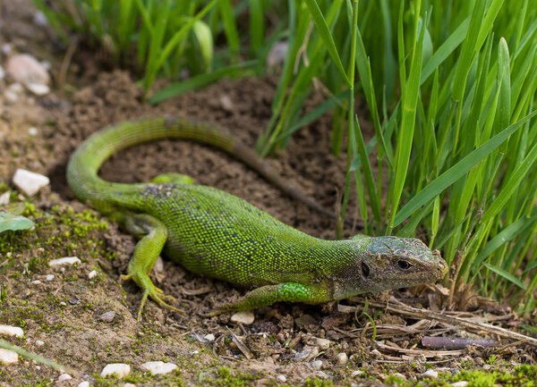 Рептилии в зеленой траве
