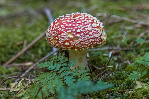 Fungo Foresta Velenosa Solitario — Foto Stock