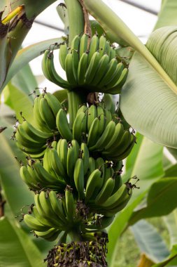 Yeşil muz tam grup hasat için yakında hazır