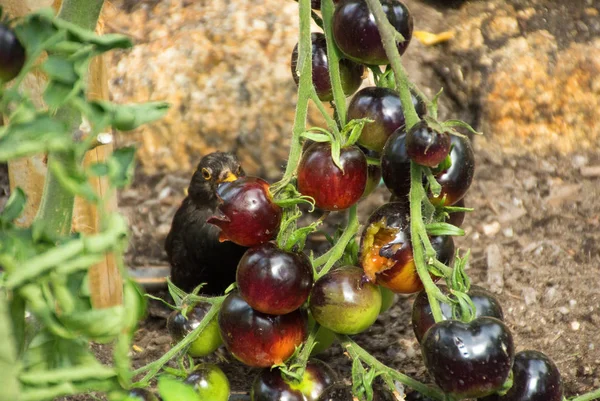 Blackbird Eating Red Grapes Vine Farm Cornwall — Stock Photo, Image