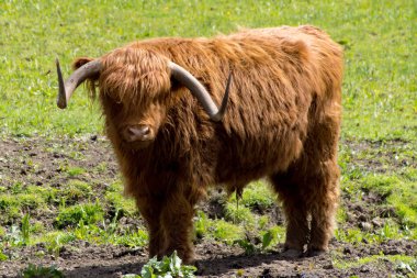 Yayla sığır veya bir alanda Hertfordshire, nehir Stort tarafından çok hala onların kalın palto yaz sıcağında Bos Toros.