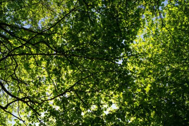 Gölge ve sıcak bir güneş koruma Hertfordshire Wood, İngiltere'de yaz aylarında yaprak gölgelik sağlar