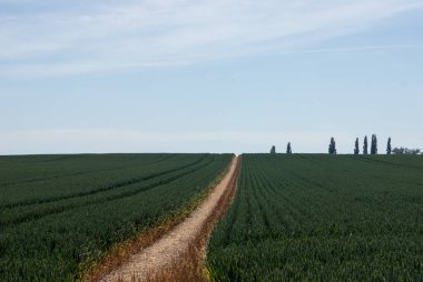 Sawbridgeworth, Hertfordshire ve bir yol yaz güneşte büyüyen bir buğday alanı kapıdan ağaçlar için ufukta açar.