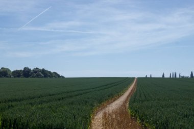 Bir buğday alan ve resimleri için bir yaz günü lider parça Sawbridgeworth yaz,.