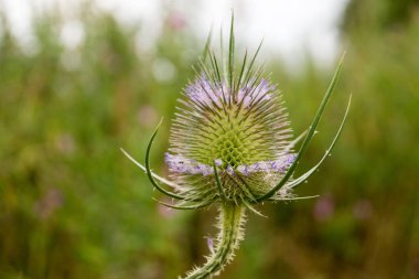Vahşi Teasel veya Dipsacus fullonum, Essex eski Harlow, nehir Stort kıyısında bulunan