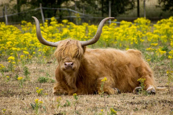 Schottische Hochlandrinder Bos Taurus Auf Einer Hertfordshire Farm Sägebrückenwert Sitzend — Stockfoto