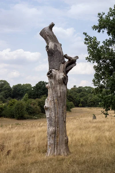 Zmarłe Drzewo Tułowia Parku Pishiobury Sawbridgeworth Hertfordshire Pieszo Dębu Używane — Zdjęcie stockowe