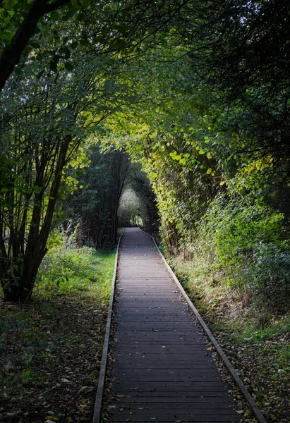 Ścieżka Dla Kołowych Krzesła Przez Las Pishiobury Park Sawbridgeworth Hertfordshire — Zdjęcie stockowe