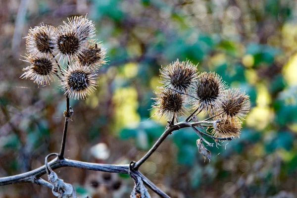 The  prickly Herb Burdock plant or Arctium plant from the  Asteraceae family. This one grows wild in Hertfordshire on the banks of the river Stort. The hooked burrs are very sticky.