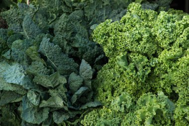 New York 'ta bir çiftçi pazarında satılık yeşil lahana