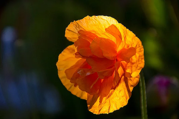 Оранжевый Валлийский Пингвин Meconopsis Cambrica Var Aurantiac Закате Саду Хертфордшира — стоковое фото