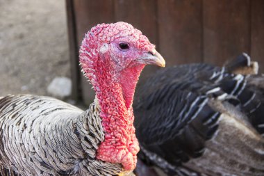 Hindi çiftliğinde yatay fotoğrafı yakın çekim