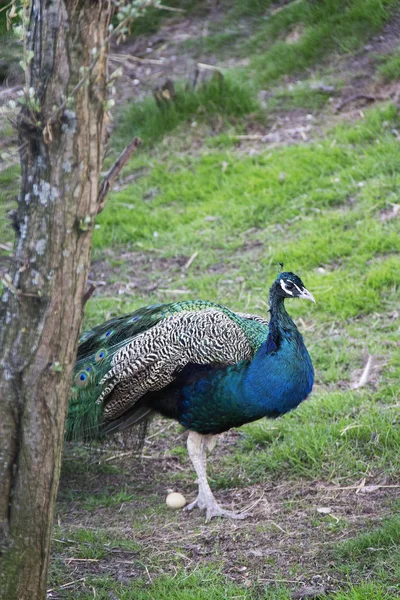 Animal. Image of handsome male peacock in the zoo