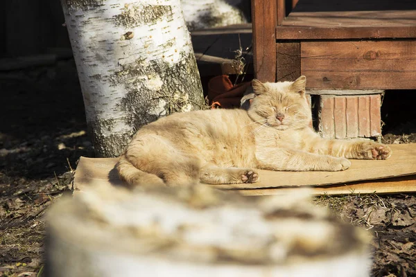 Foto Gato Rojo Descansando Sobre Cartón Patio —  Fotos de Stock