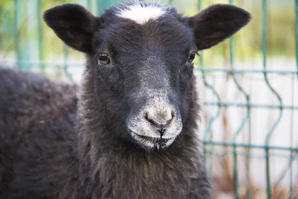 Zoológico Retrato Divertido Cordero Negro Con Mancha Blanca Cabeza —  Fotos de Stock